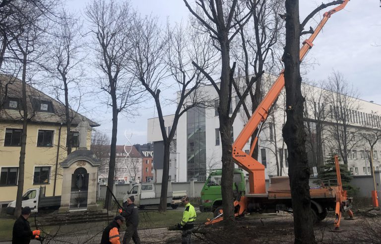 Drzewa przed kościołem…